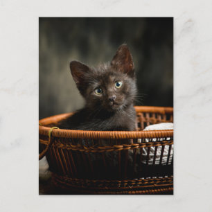 Cutest Baby Animals Kitten in Basket Postcard