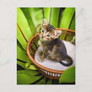 Cutest Baby Animals   Kitten in Basket Postcard