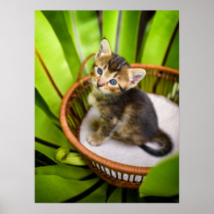 Cutest Baby Animals   Kitten in Basket Poster