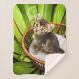 Cutest Baby Animals   Kitten in Basket Sherpa Blanket