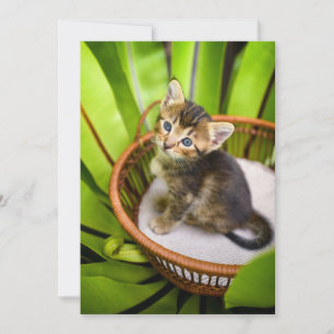 Cutest Baby Animals Kitten in Basket Thank You Card
