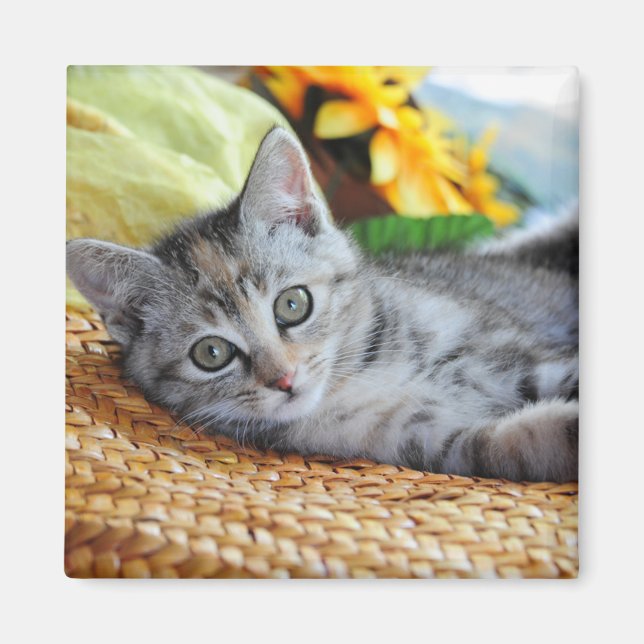 Cutest Baby Animals | Kitten Lounging Magnet (Front)