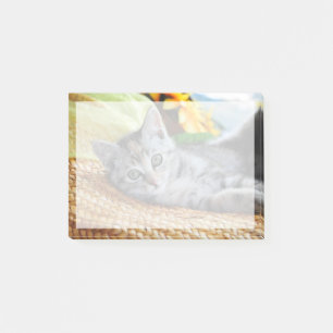 Cutest Baby Animals   Kitten Lounging Post-it Notes