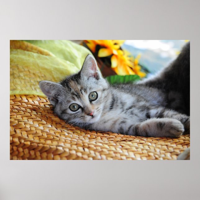 Cutest Baby Animals | Kitten Lounging Poster (Front)