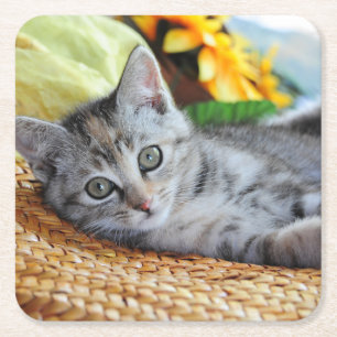 Cutest Baby Animals   Kitten Lounging Square Paper Coaster
