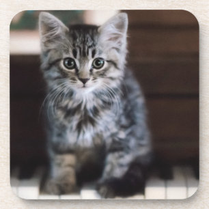 Cutest Baby Animals   Kitten on Piano Keys Coaster