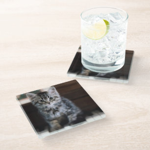 Cutest Baby Animals   Kitten on Piano Keys Glass Coaster