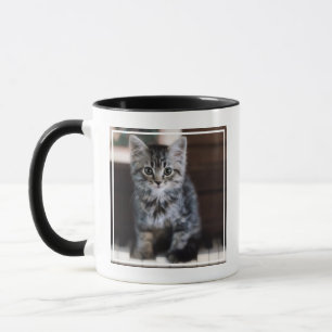 Cutest Baby Animals Kitten on Piano Keys Mug