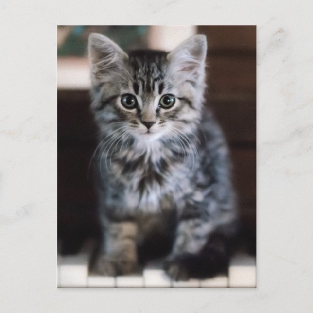 Cutest Baby Animals | Kitten on Piano Keys Postcard (Front)