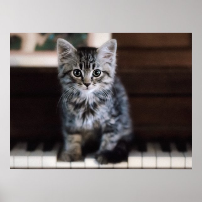 Cutest Baby Animals | Kitten on Piano Keys Poster (Front)
