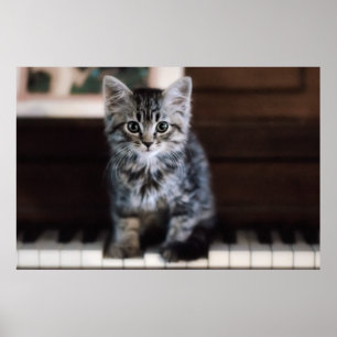 Cutest Baby Animals   Kitten on Piano Keys Poster