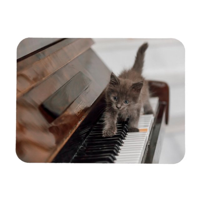 Cutest Baby Animals | Kitten on Piano Magnet (Horizontal)