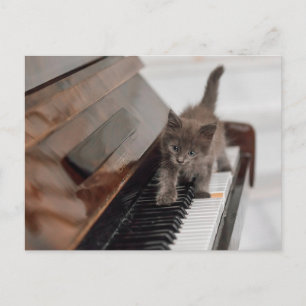 Cutest Baby Animals Kitten on Piano Postcard