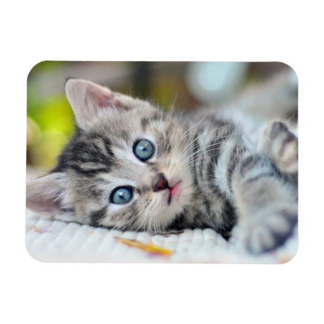 Cutest Baby Animals | Kitten With Blue Eyes Magnet (Horizontal)