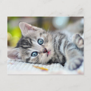 Cutest Baby Animals   Kitten With Blue Eyes Postcard