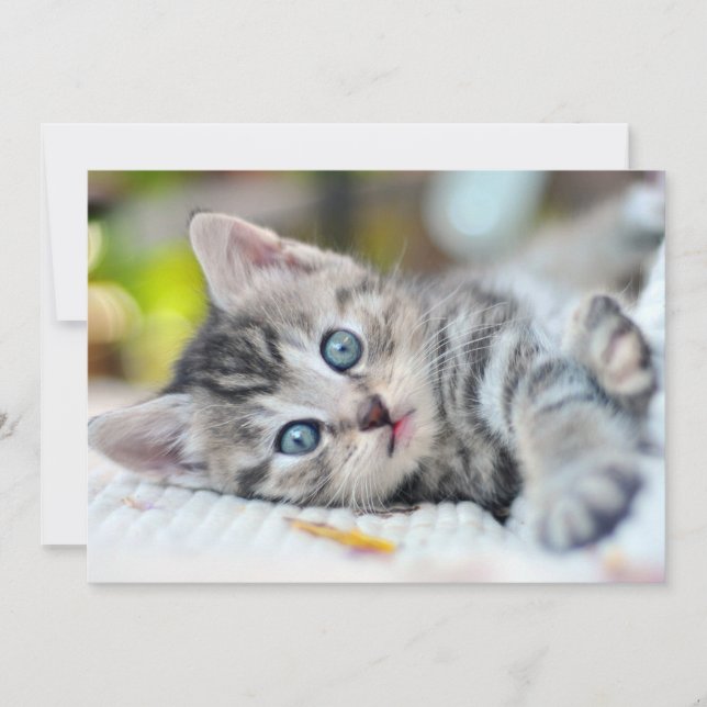 Cutest Baby Animals | Kitten With Blue Eyes Thank You Card (Front)