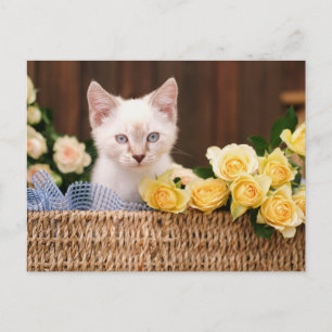 Cutest Baby Animals   Kitten & Yellow Roses Postcard