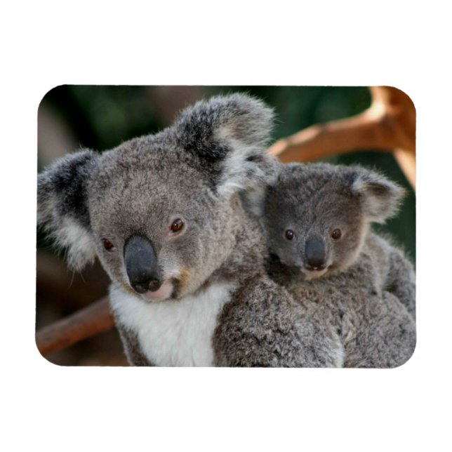 Cutest Baby Animals | Koala and Joey Magnet (Horizontal)