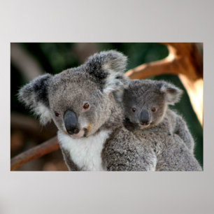 Cutest Baby Animals Koala and Joey Poster