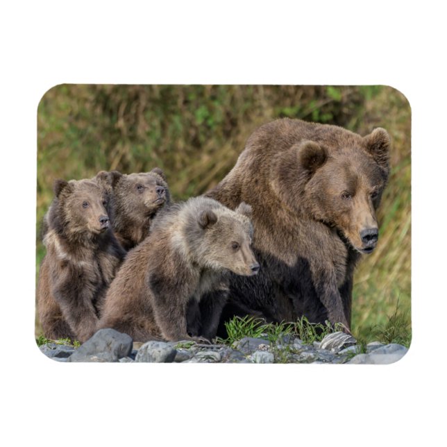 Cutest Baby Animals | Kodiak Mama Bear & Cubs Magnet (Horizontal)