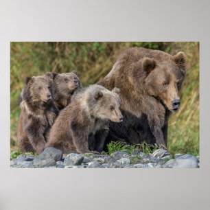 Cutest Baby Animals   Kodiak Mama Bear & Cubs Poster