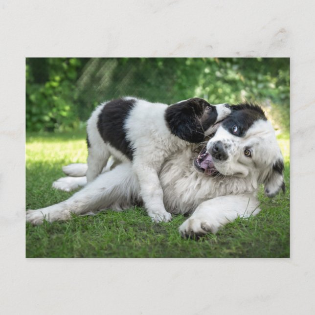 Cutest Baby Animals | Landseer Puppy Postcard (Front)