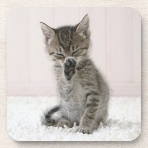 Cutest Baby Animals   Licking Tabby Kitten Coaster