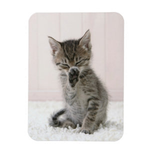 Cutest Baby Animals   Licking Tabby Kitten Magnet
