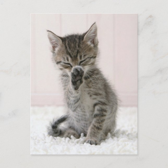 Cutest Baby Animals | Licking Tabby Kitten Postcard (Front)
