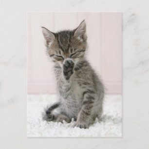 Cutest Baby Animals Licking Tabby Kitten Postcard