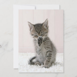 Cutest Baby Animals Licking Tabby Kitten Thank You Card