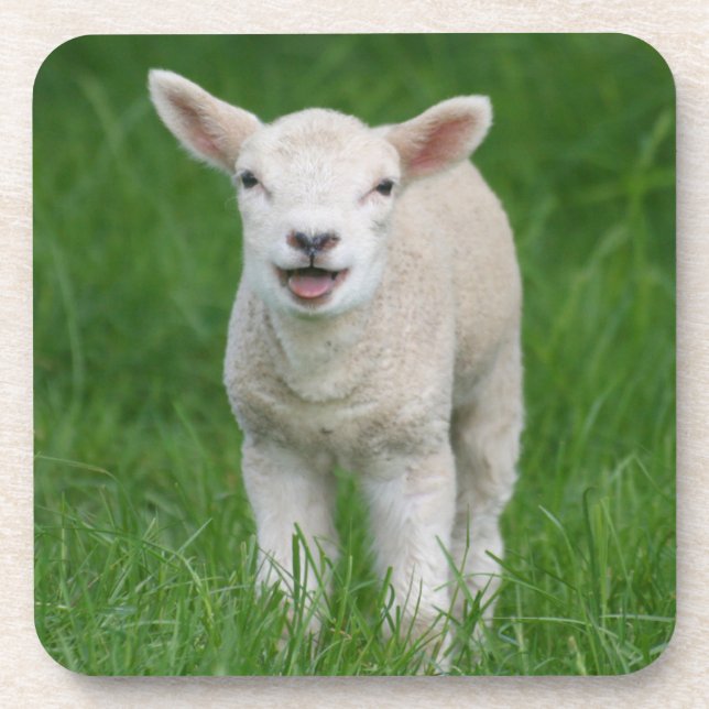 Cutest Baby Animals | Lil Lamb Coaster (Front)