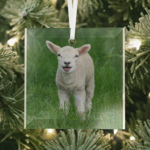 Cutest Baby Animals   Lil Lamb Glass Tree Decoration