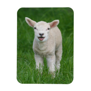Cutest Baby Animals   Lil Lamb Magnet