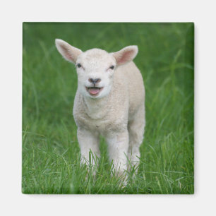 Cutest Baby Animals   Lil Lamb Magnet