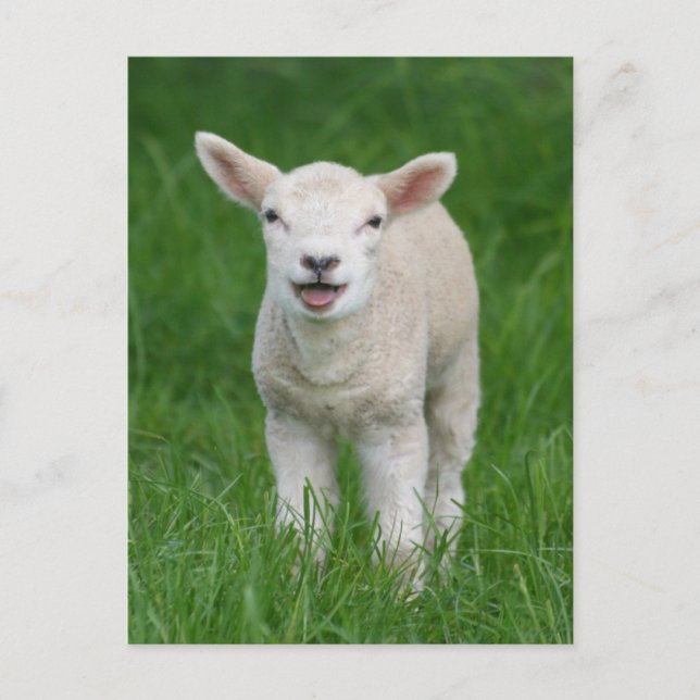 Cutest Baby Animals | Lil Lamb Postcard (Front)