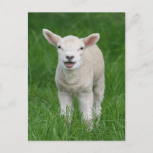 Cutest Baby Animals   Lil Lamb Postcard