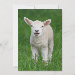 Cutest Baby Animals Lil Lamb Thank You Card