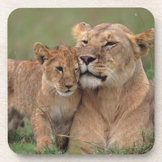 Cutest Baby Animals | Lion Cub & Mother Coaster (Front)
