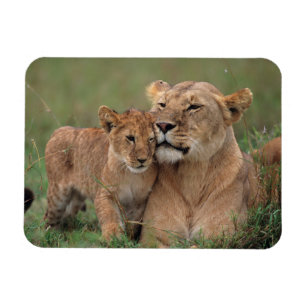 Cutest Baby Animals Lion Cub & Mother Magnet