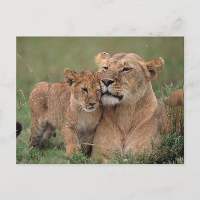 Cutest Baby Animals | Lion Cub & Mother Postcard (Front)