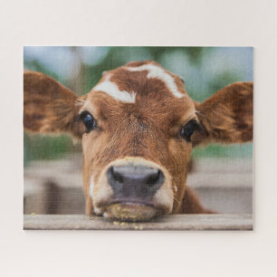 Cutest Baby Animals   Little Cow Calf Jigsaw Puzzle