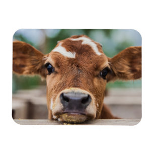 Cutest Baby Animals   Little Cow Calf Magnet