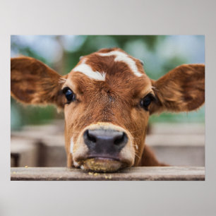 Cutest Baby Animals Little Cow Calf Poster