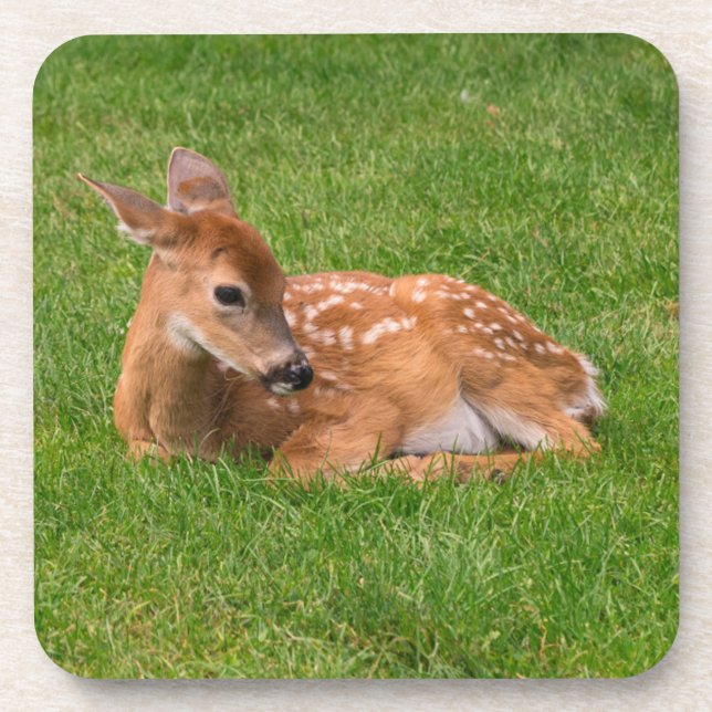 Cutest Baby Animals | Little Fawn Coaster (Front)