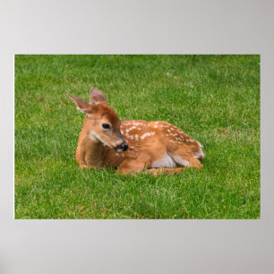 Cutest Baby Animals Little Fawn Poster