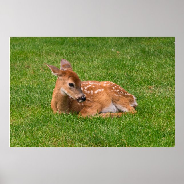 Cutest Baby Animals | Little Fawn Poster (Front)