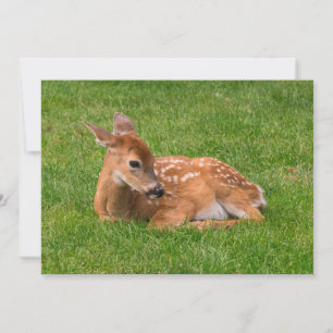 Cutest Baby Animals   Little Fawn Thank You Card