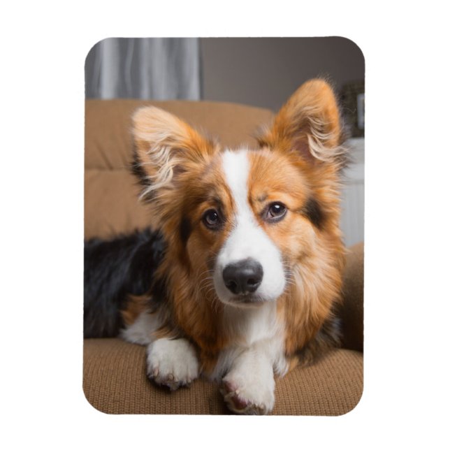 Cutest Baby Animals | Long Hair Corgi Puppy Magnet (Vertical)