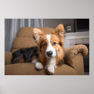 Cutest Baby Animals Long Hair Corgi Puppy Poster